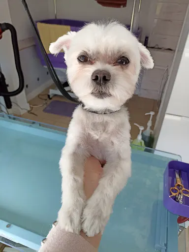 Monia grooming Salon pielęgnacji psów